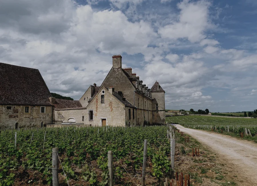 Vignoble de Bourgogne, secteur Chassagne-Montrachet